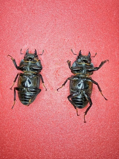 [自己採集血統]北海道産オオクワガタ　今季最大75.6ミリ　即ブリ♂♀♀トリオ
