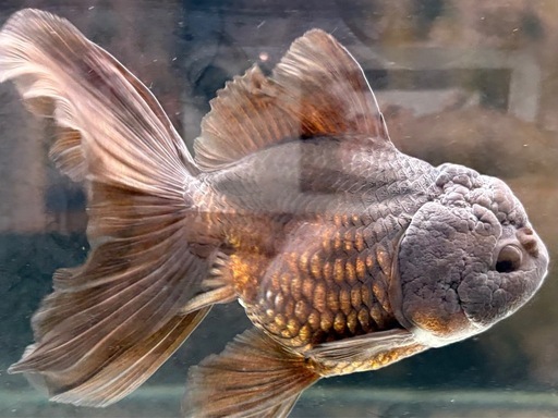 金魚     オランダ   ブラック