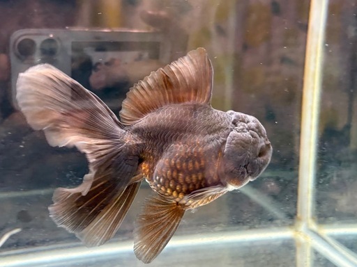 金魚     オランダ   ブラック