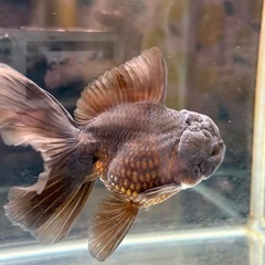 金魚     オランダ   ブラックの画像