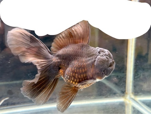 金魚     オランダ   ブラック
