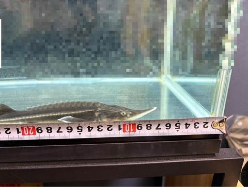 チョウザメ