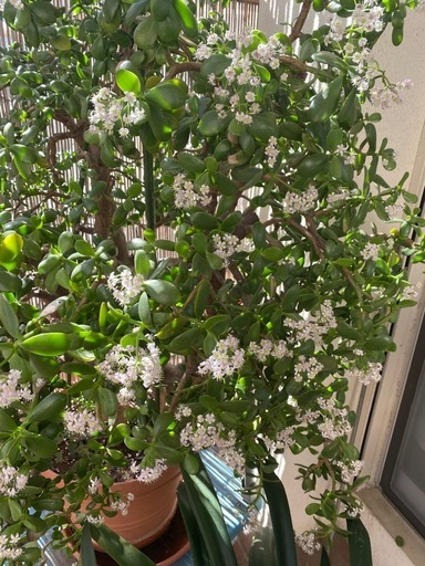 ?大型　金のなる木　鉢植え　