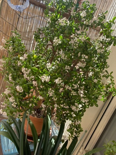?大型　金のなる木　鉢植え　