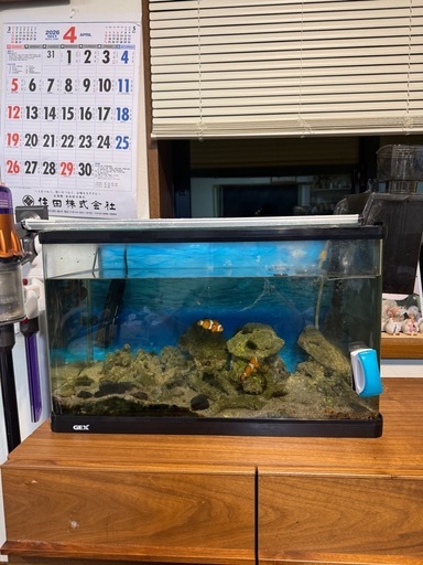 海水魚、水槽セット