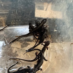 自家繁殖CB個体オキナワシリケンイモリ10匹セットの画像