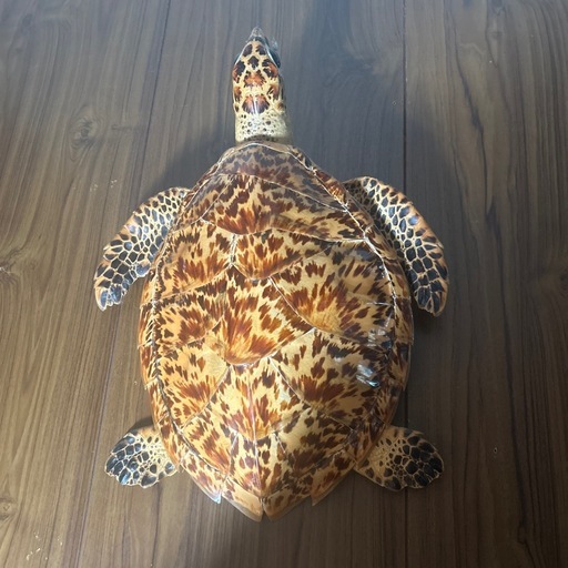 海ガメ