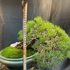 吾妻五葉松の画像