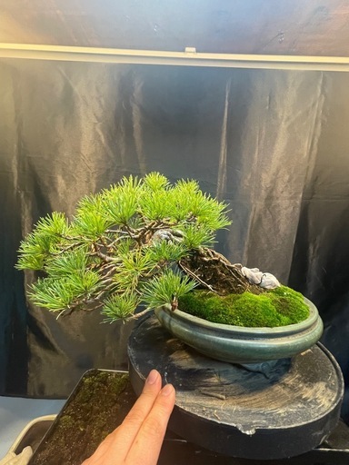 吾妻五葉松