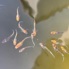 🐟ユリシス　メダカ　ペア　めだか🐟の画像