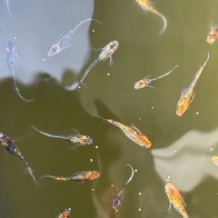 🐟ユリシス　メダカ　ペア　めだか🐟の画像