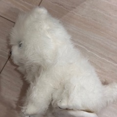 おかえりワンちゃん 白ポメラニアンの画像