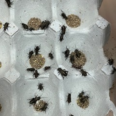 餌用　フタホシコオロギ　　110匹の画像