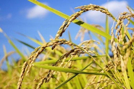 令和7年度　岐阜県産あきたこまち玄米30キロ