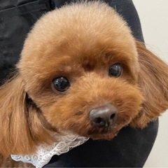 トイプードル・5歳・女の子