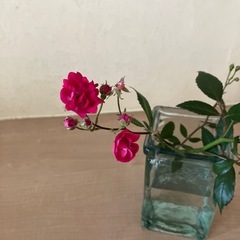 バラ切花の画像