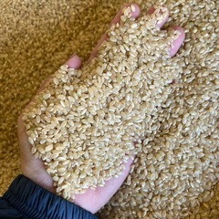 令和7年あいちのかおり玄米60キロ (あいめ) 名鉄岐阜の食品の中古 