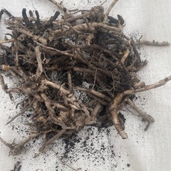 ミョウガの根茎の画像