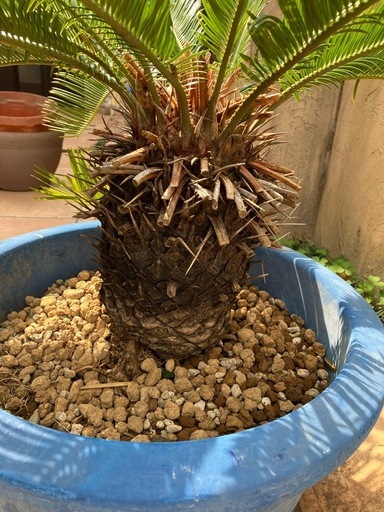 そてつ　ソテツ鉢植え