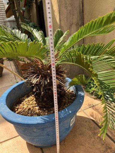 そてつ　ソテツ鉢植え
