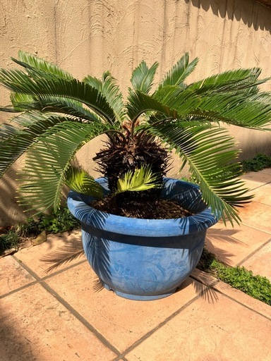 そてつ　ソテツ鉢植え