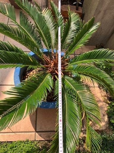 そてつ　ソテツ鉢植え