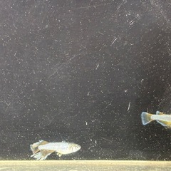 🌊マーメイドパールトリオの画像