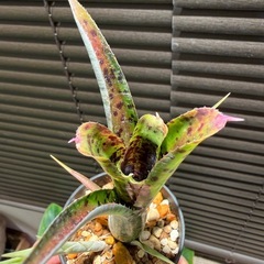 ネオレゲリア パウシフローラ 観葉植物の画像