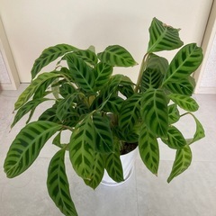 カラテアゼブリナ　観葉植物の画像