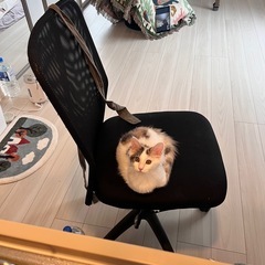 「無料｜テーブル＋椅子2脚セット｜早い方優先」の画像