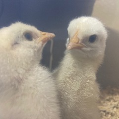 鶏小屋の材料買います！エキスパンドメタル・ブロック・ビール箱