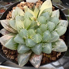 恵庭ハオルチア　ハオルチアオブツーサ各種タイプ期間限定‼️の画像