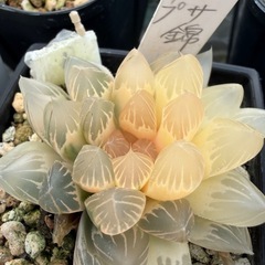 恵庭ハオルチア　ハオルチアオブツーサ各種タイプ期間限定‼️の画像