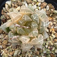 恵庭ハオルチア　ハオルチアオブツーサ各種タイプ期間限定‼️の画像