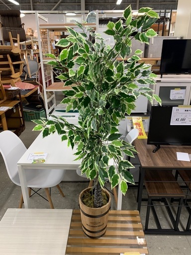 ★来店限定★　人口観葉植物