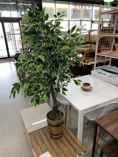 ★来店限定★　人口観葉植物