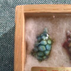 開運銭亀 財布にも入ります。の画像