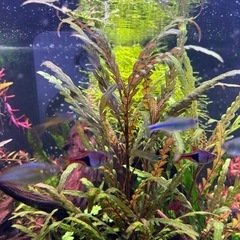 水草　　　　　　　　　　の画像