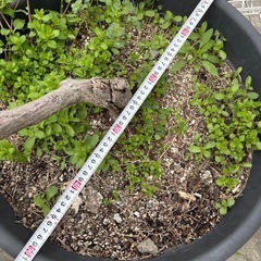 藤 ふじ  鉢植え 植木　の画像