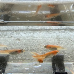 春のメダカシーズン！渋い墨が出る女雛メダカ🐟の画像