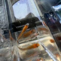 春のメダカシーズン！渋い墨が出る女雛メダカ🐟の画像