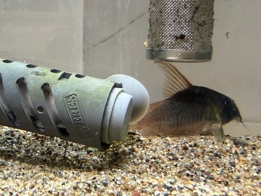 熱帯魚恵庭コリドラスコンコロールジャンボ産卵開始して居ます+ 