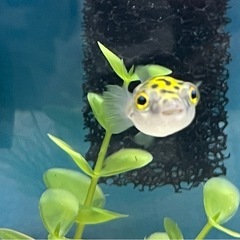 ミドリフグお譲りしますの画像