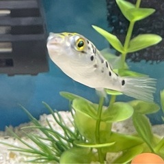 ミドリフグお譲りしますの画像