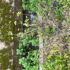 ハーブ　　大きい　強い引っこ抜いてか切ってのお渡しですの画像