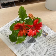 ガーベラ　オレンジの画像