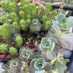 多肉植物　子持ち蓮華　セダム　鉢の中全部　ぬき苗にてお渡しの画像