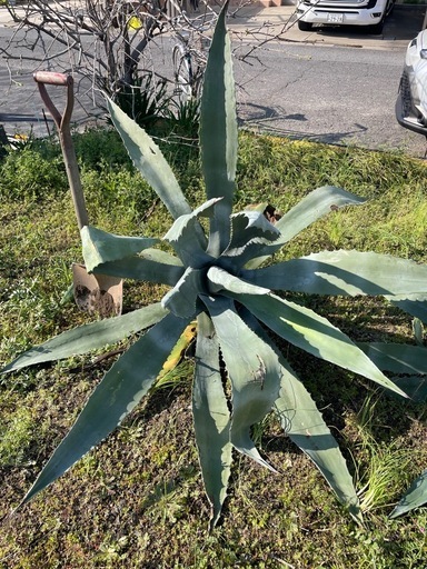 植栽用　アガベ　シンボルツリーに最適