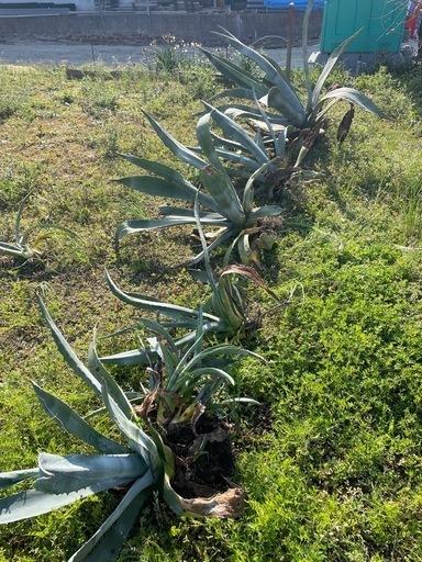 植栽用　アガベ　シンボルツリーに最適