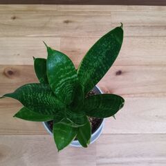 【サンスベリア（ハニー系）】鉢ごと　Bの画像